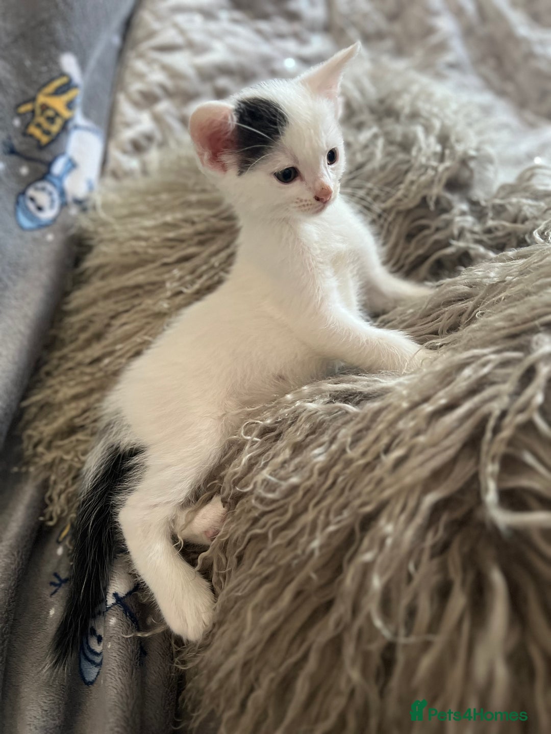 Mixed Breed cats for sale: Kittens  - Image 5