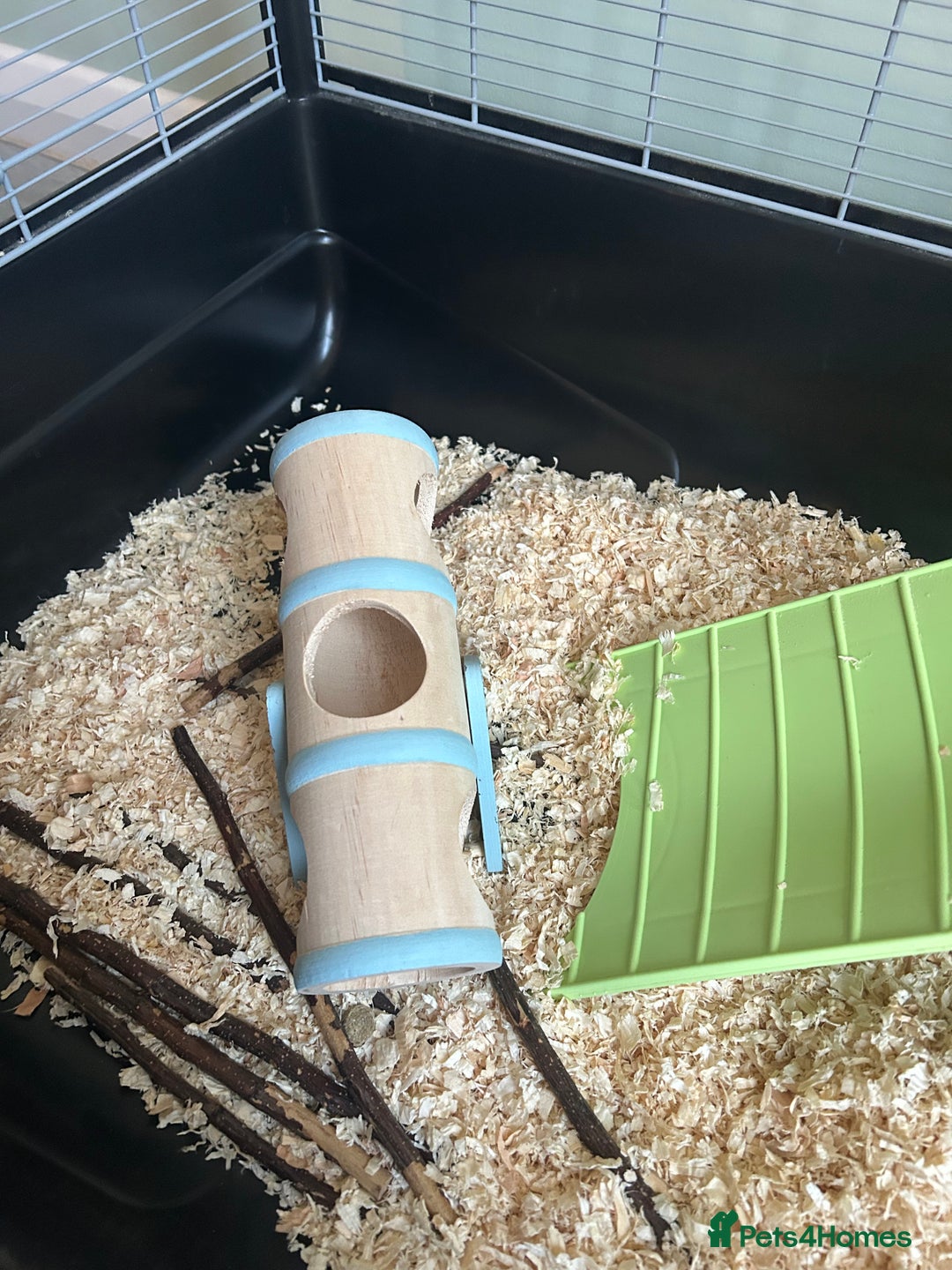 Hamster rodents for sale: Russian dwarf hamster and cage - Advert 5