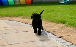 Labrador Retriever dogs for sale: Stunning litter of 6 Labrador Puppies  - Image 11