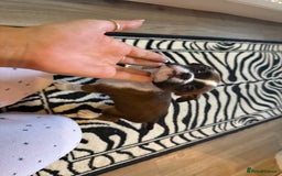 Boxer dogs for sale: Flashy boxer/red - natural bob tail/tail  - Image 7