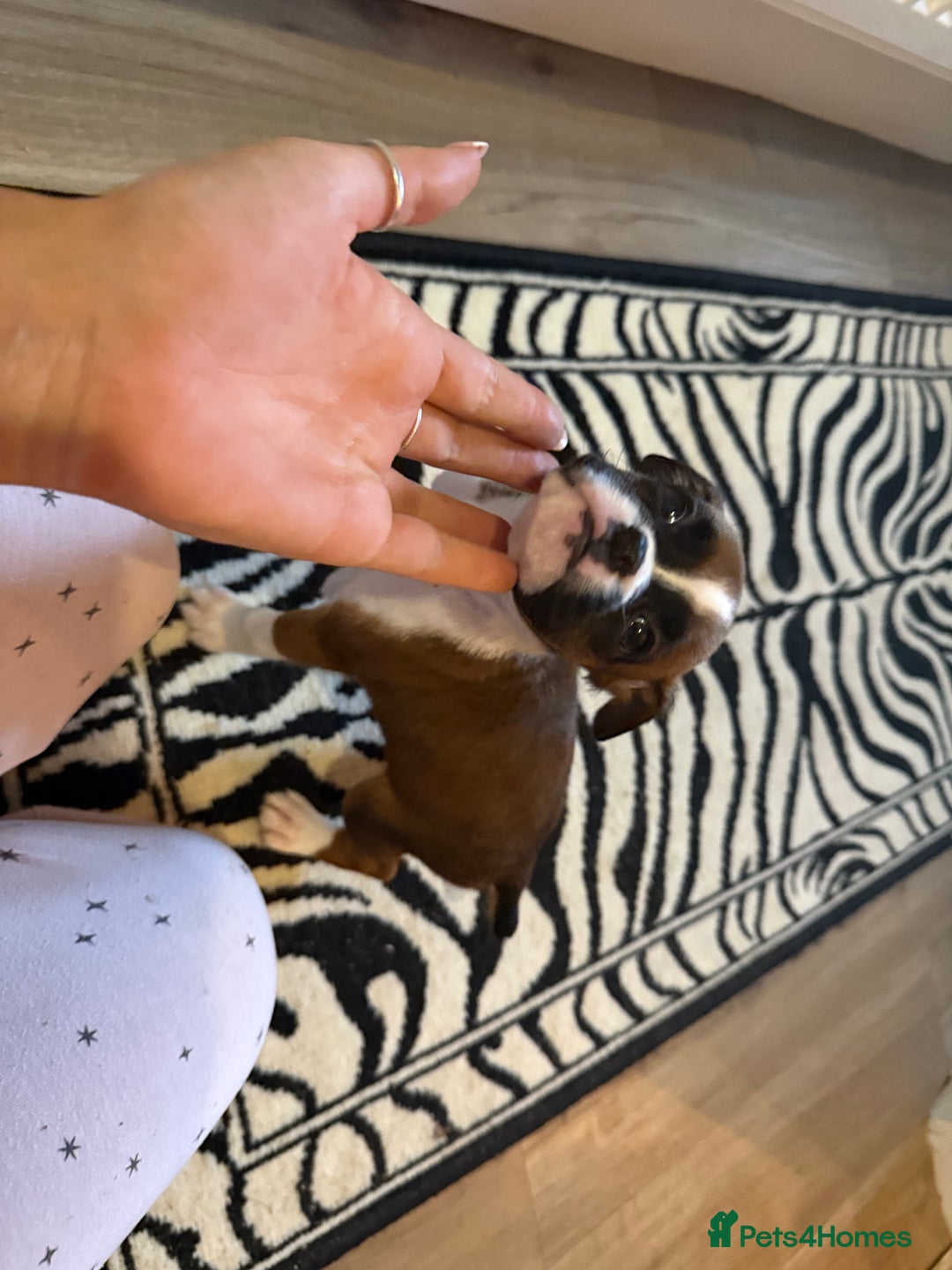 Boxer dogs for sale: Flashy boxer/red - natural bob tail/tail  - Image 7