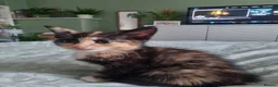 Mixed Breed cats for sale: Beautiful Calico girl - Advert 10