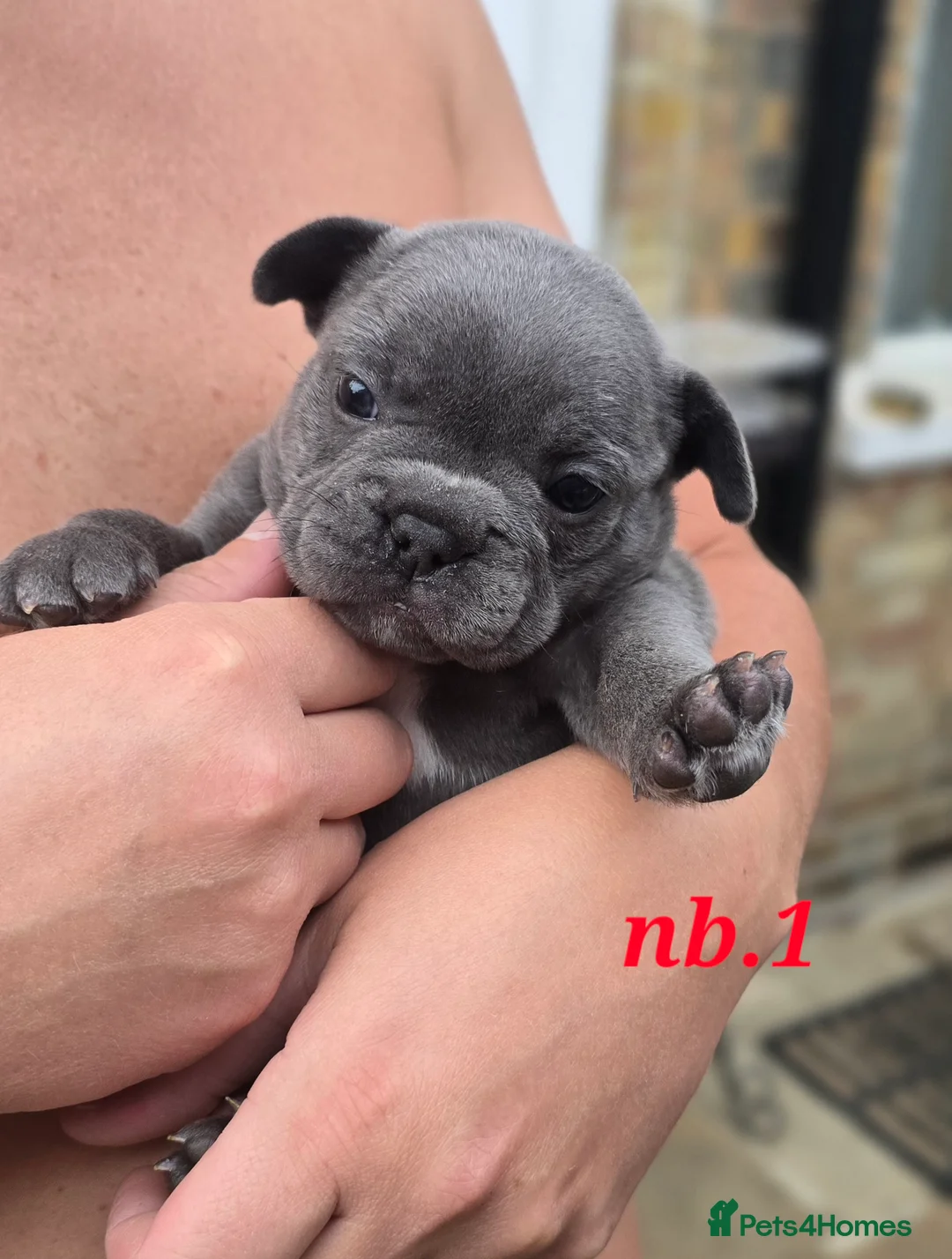 French Bulldog dogs for sale: 💙🐶French Bulldog Puppies💙🐶 - Advert 21