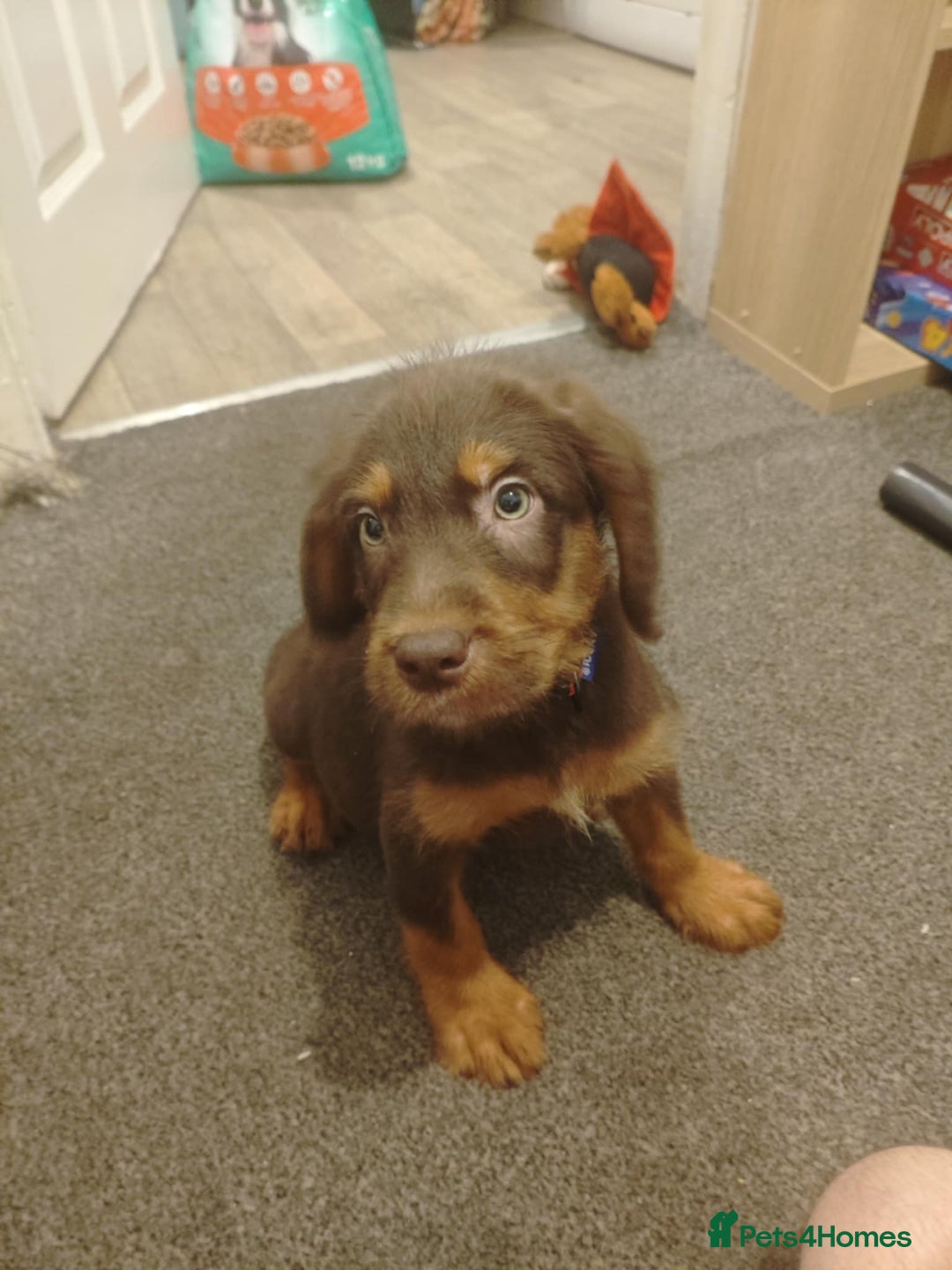 Labradoodle dogs for sale: Labradoodel  - Image 1