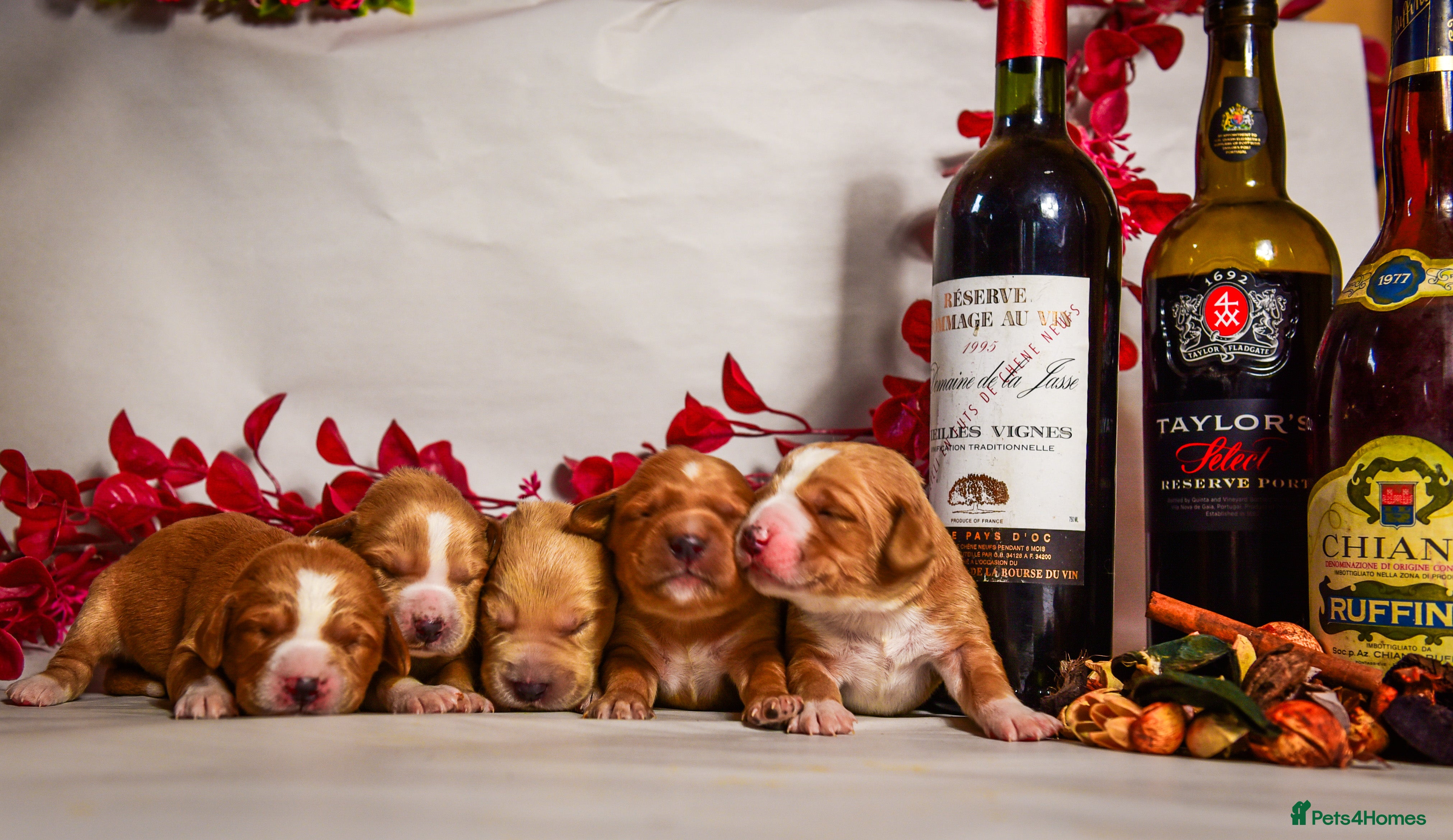 Cockerdor dogs Beautiful Deep Red Cockerdors DnA Clear - Advert 5