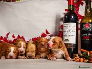 Cockerdor dogs Beautiful Deep Red Cockerdors DnA Clear - Advert 5