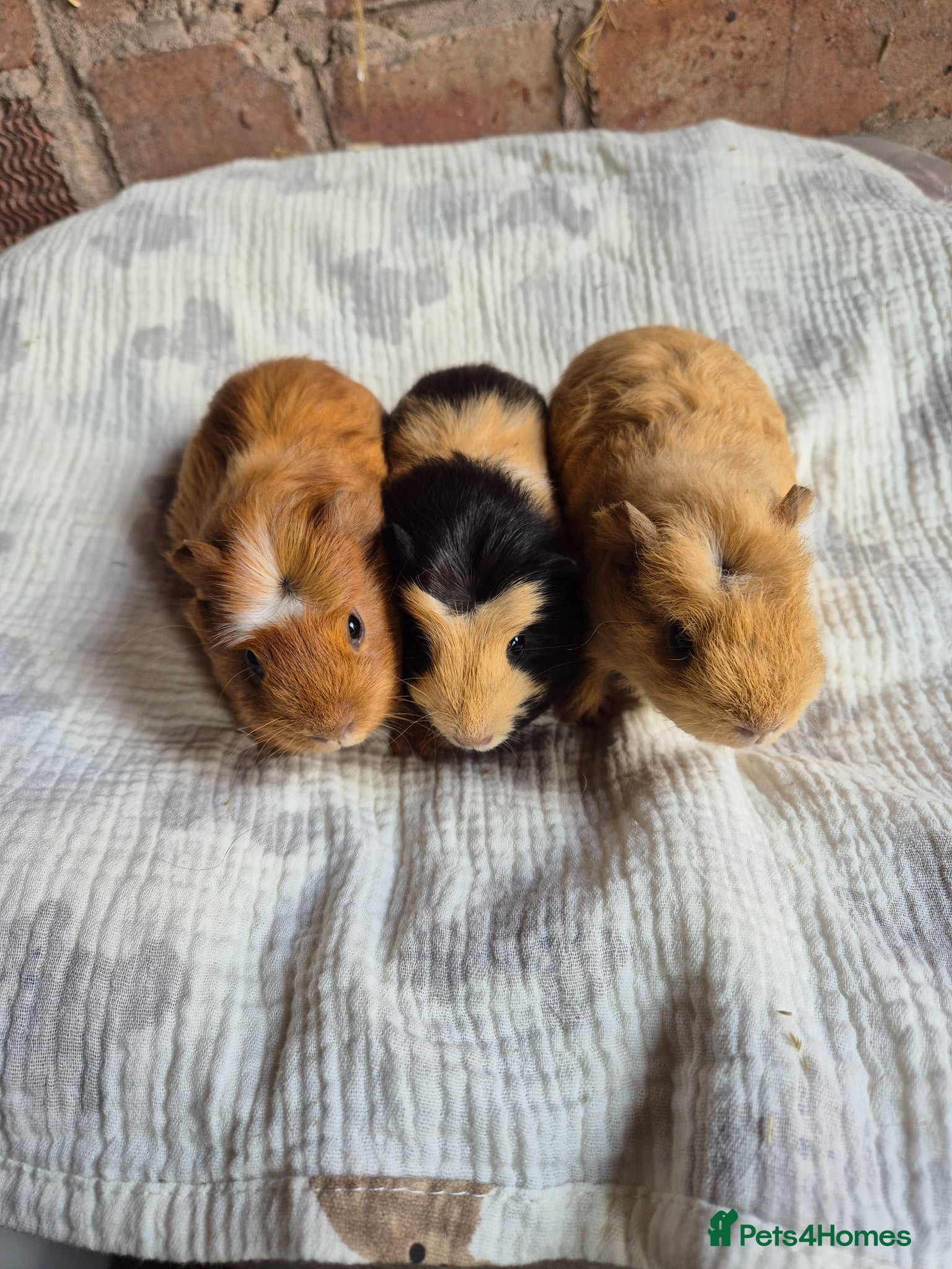 Guinea Pig rodents Crested Baby Girl Guinea Pigs - Advert 1