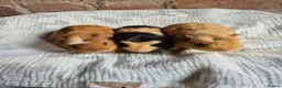 Guinea Pig rodents for sale: Crested Baby Girl Guinea Pigs - Advert 1