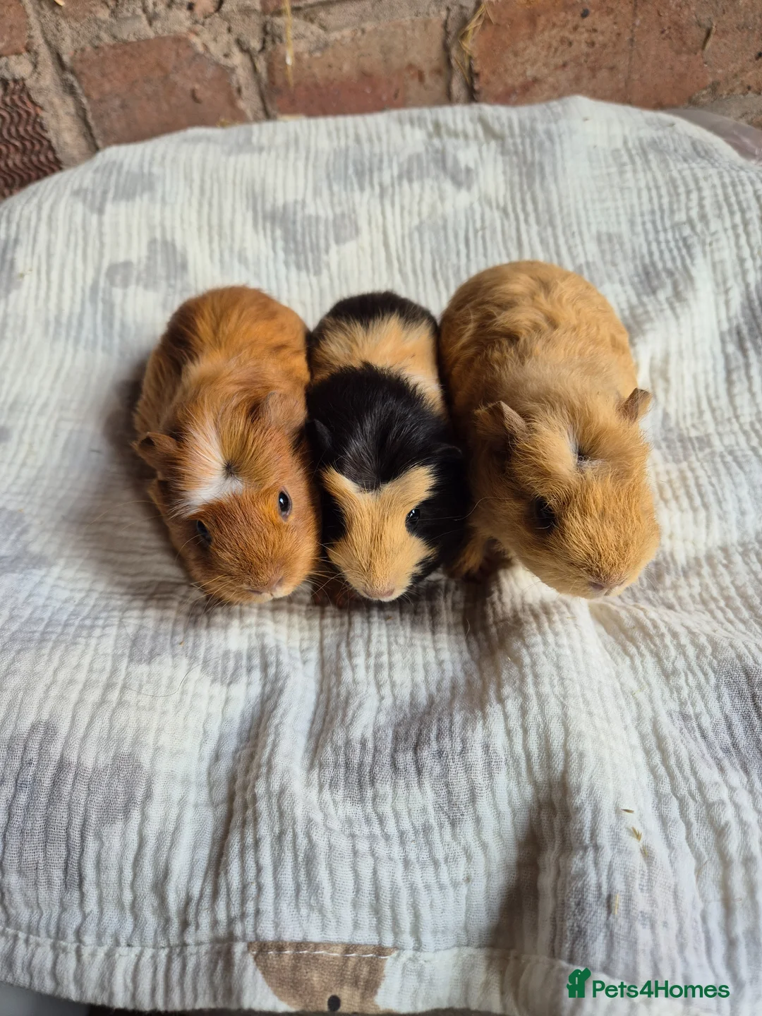 Guinea Pig rodents for sale: Crested Baby Girl Guinea Pigs - Advert 1