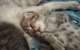 British Shorthair cats for sale: British shorthair x kittens - Image 13