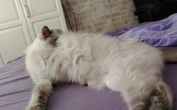 Ragdoll cats for sale: Female Ragdoll Cat - Image 4