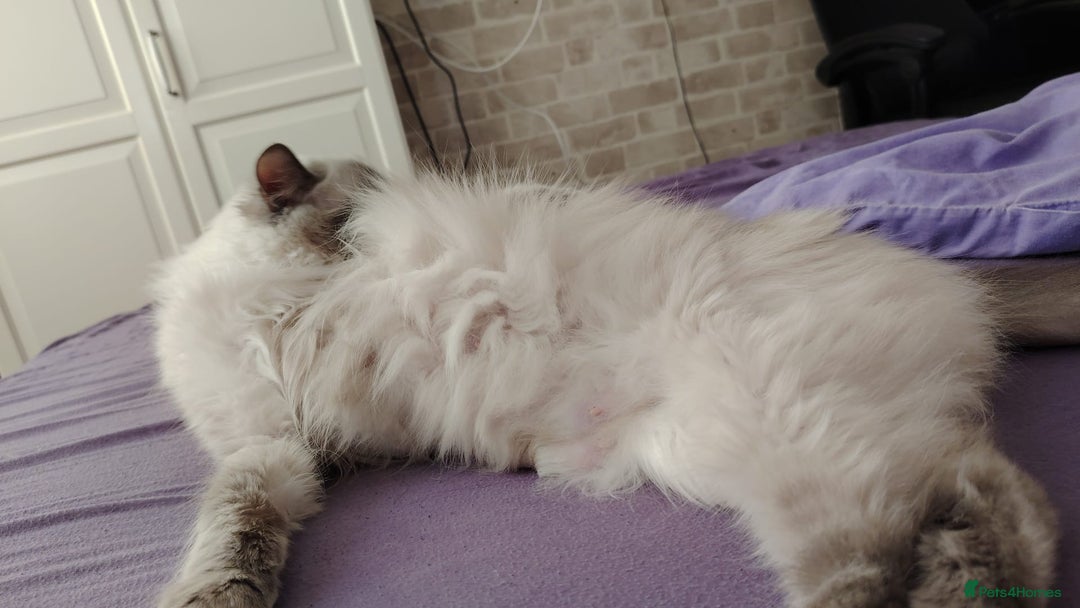 Ragdoll cats for sale: Female Ragdoll Cat - Image 4