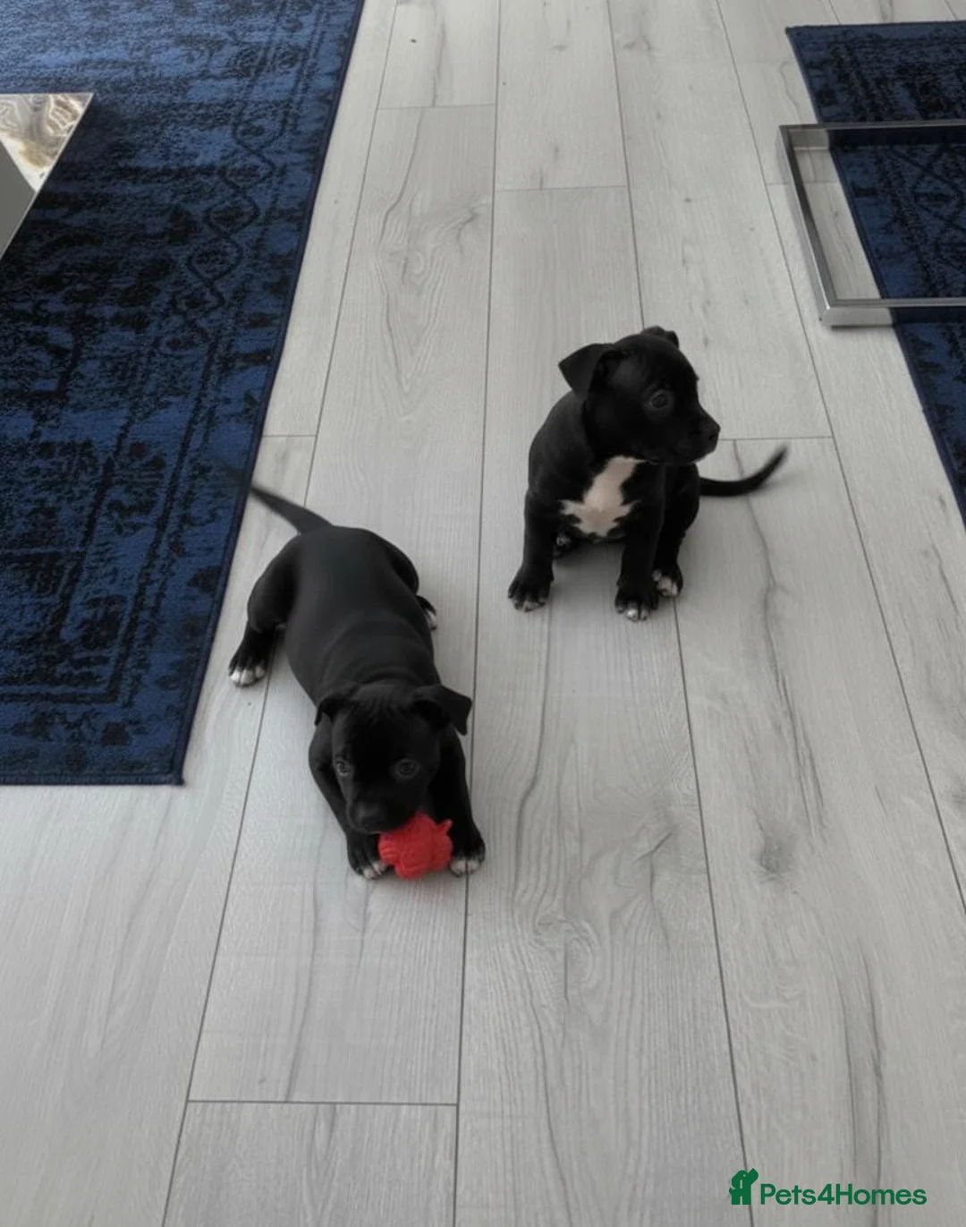 Staffordshire Bull Terrier dogs for sale: Staff puppies for sale  - Advert 3