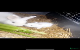 Mixed Breed rabbits for sale: Beautiful black rabbit and brown and white  - Image 1