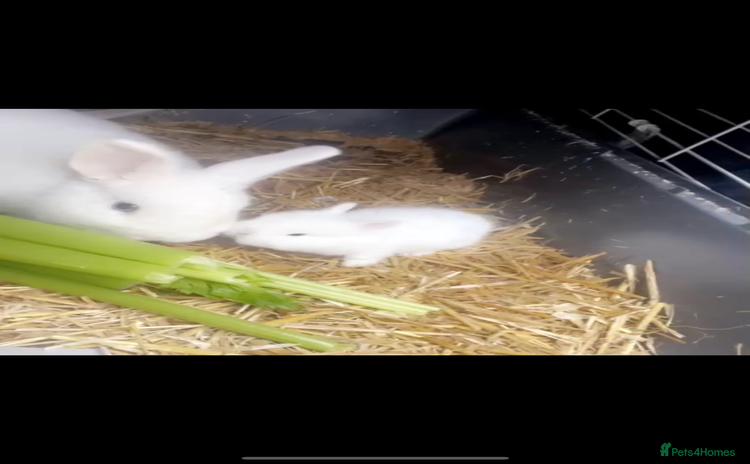 Mixed Breed rabbits - Advert 1