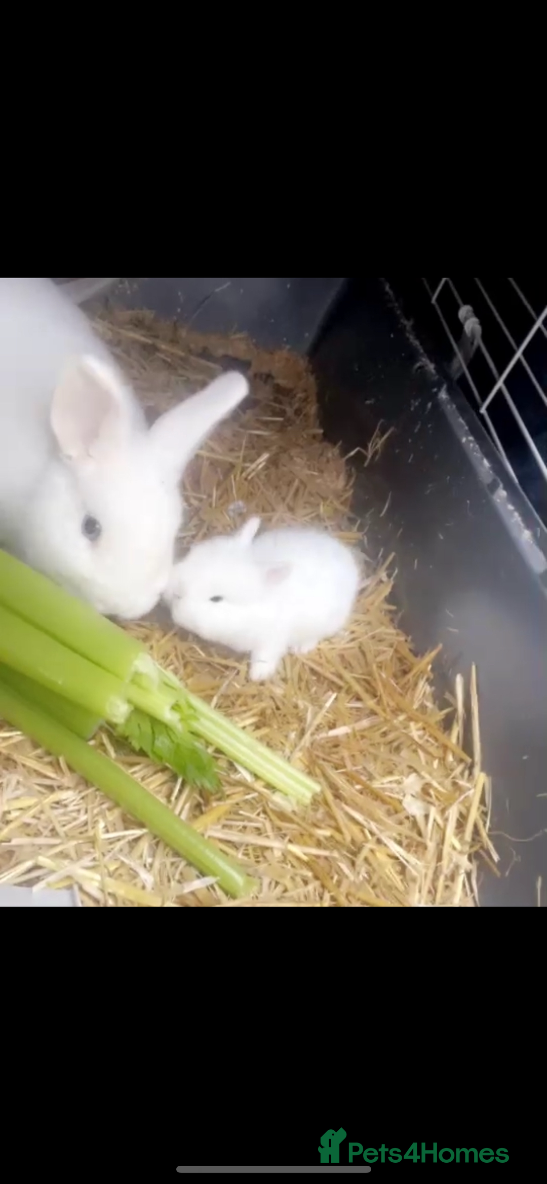 Mixed Breed rabbits for sale: Beautiful black rabbit and brown and white  - Image 1