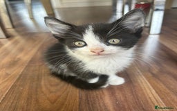 Mixed Breed cats for sale: Kittens for sale - Image 6