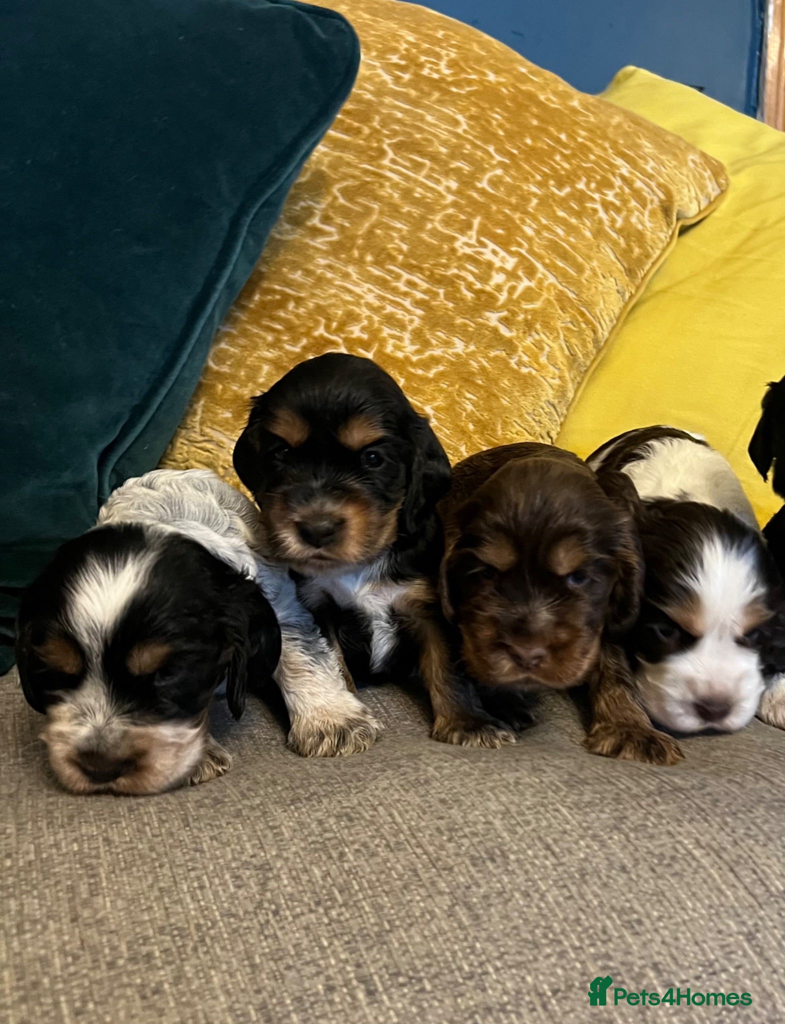 Cocker Spaniel dogs Show Type Cocker Spaniel Puppies - Advert 1