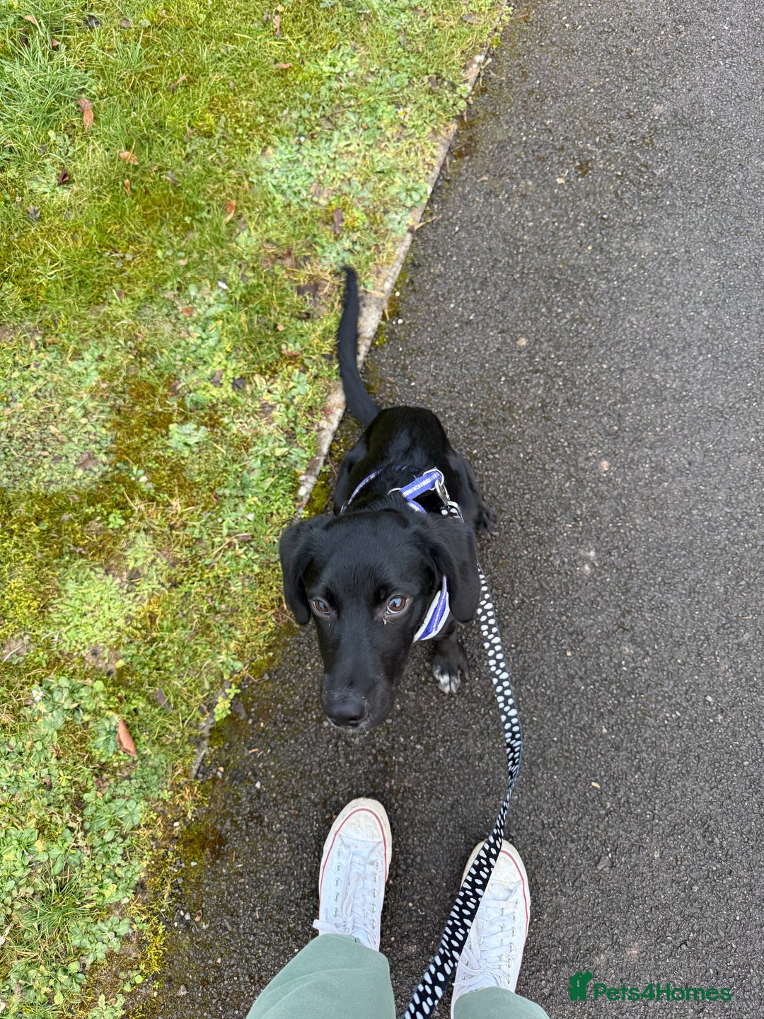 Mixed Breed dogs for sale: Australian Kelpie X Cocker Spaniel - Image 4