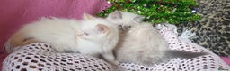 Ragdoll cats for sale: 💗Stunning GCCF registered Ragdoll Kittens. - Advert 15