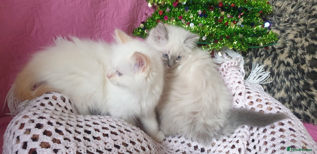 Ragdoll cats for sale: 💗Stunning GCCF registered Ragdoll Kittens. - Advert 15