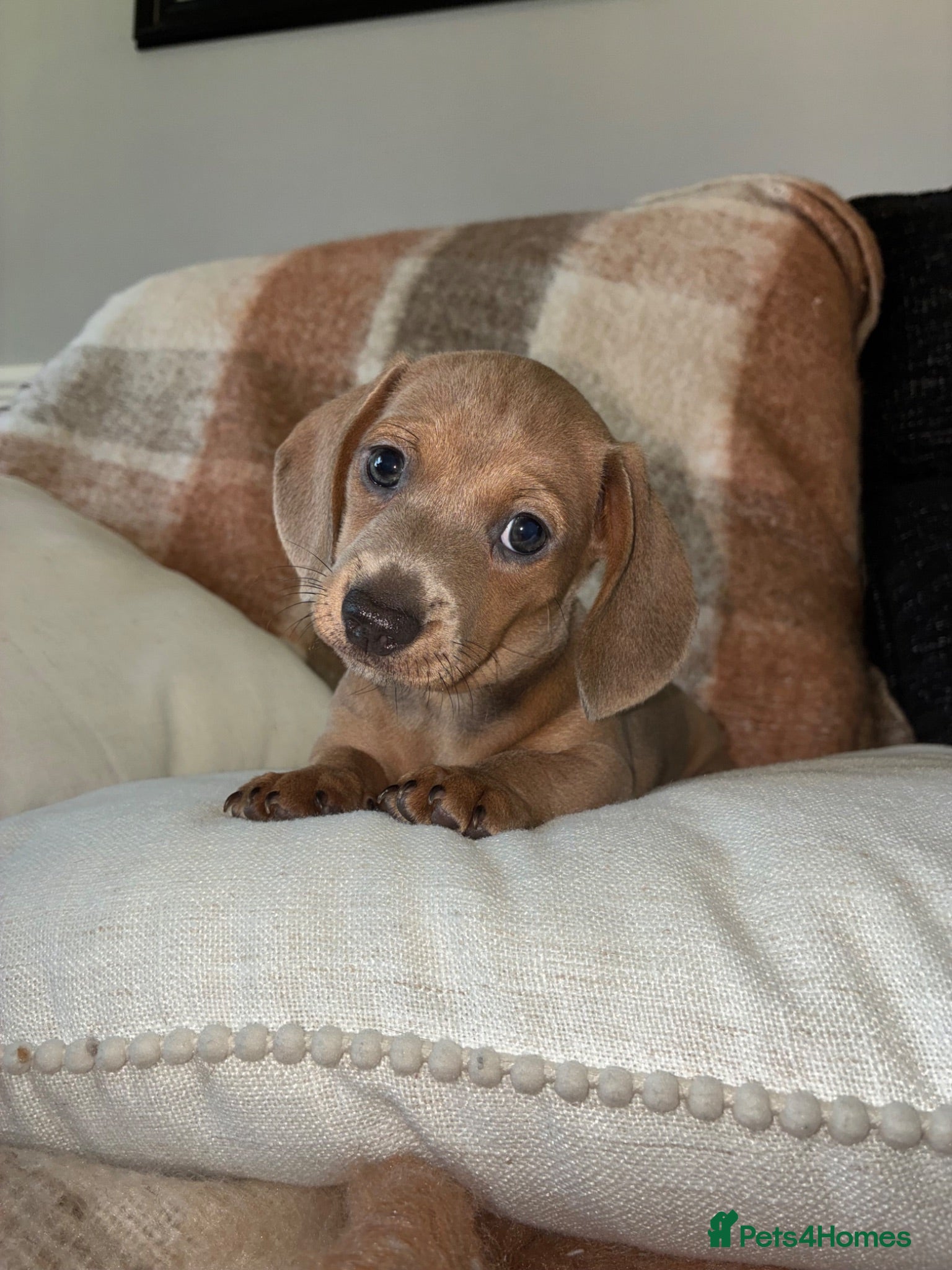 Miniature Dachshund dogs Miniature Dachshund  - Advert 2