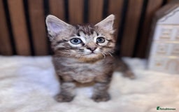Ragdoll cats for sale: 🌙 Grey Ghost Kittens🎃 – Ragdoll × Tabby 🐾 - Image 31