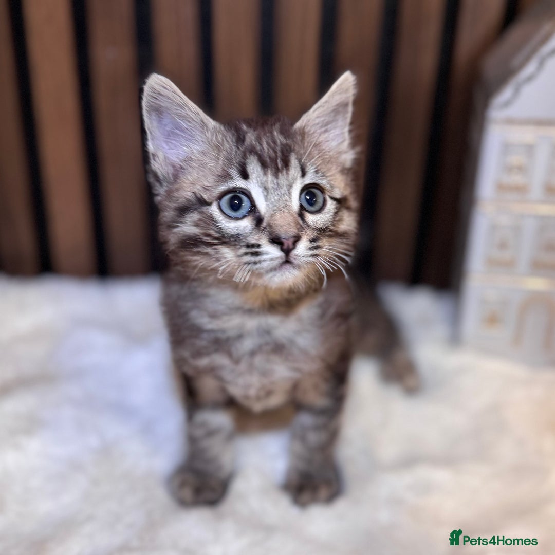 Ragdoll cats for sale: 🌙 Grey Ghost Kittens🎃 – Ragdoll × Tabby 🐾 - Image 31