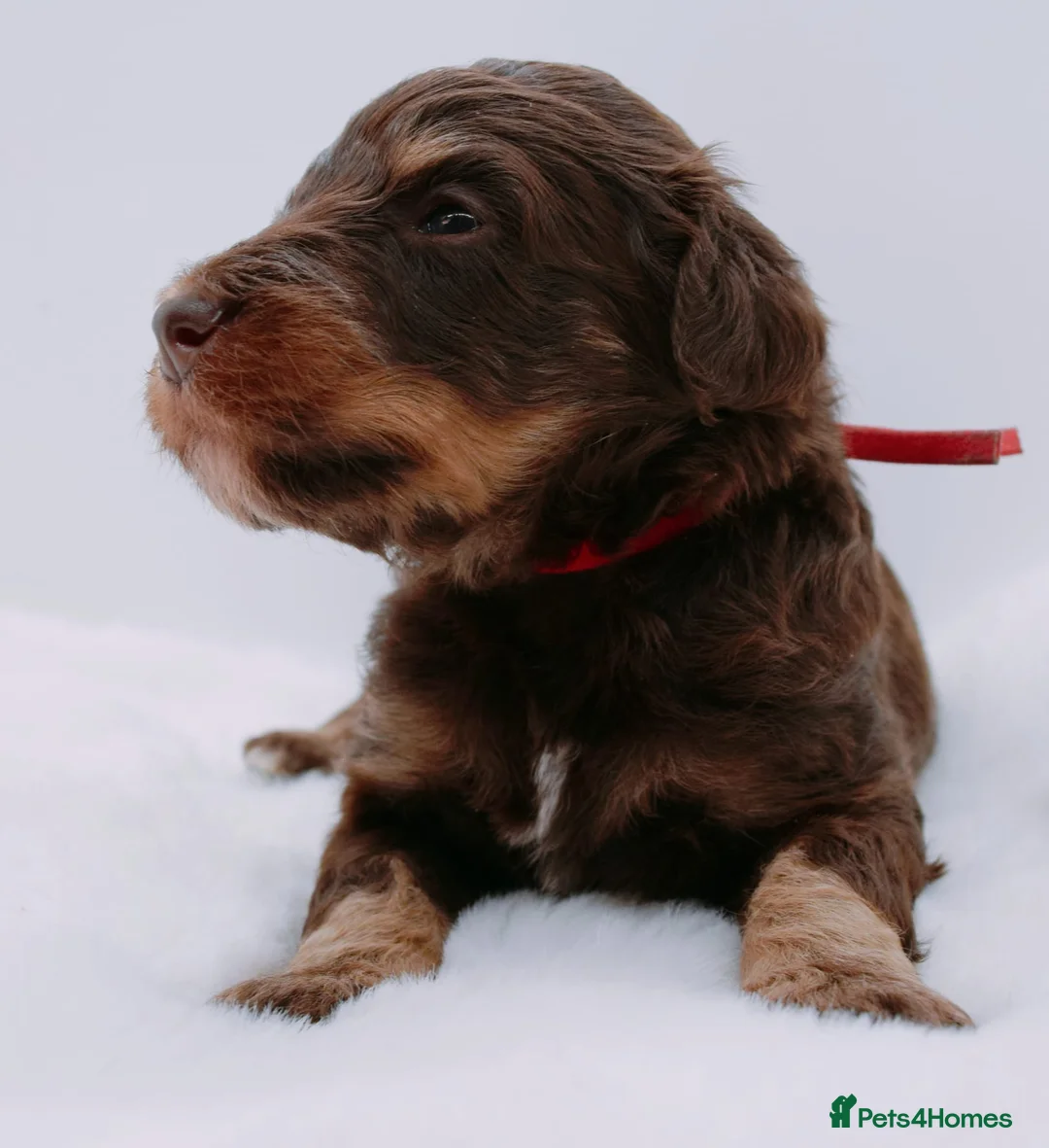 Bernedoodle dogs for sale: Miniature bernadoodles Extensively health tested! - Advert 2
