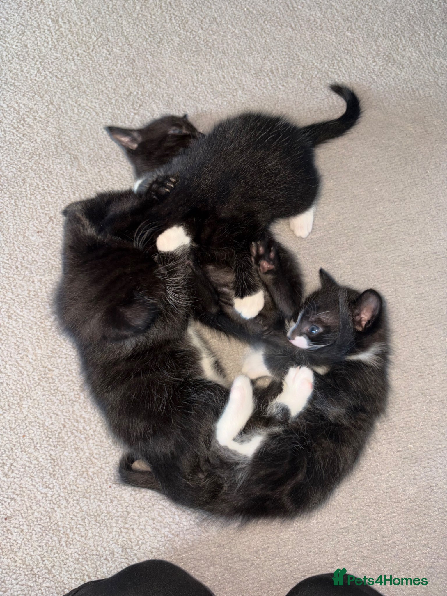 Domestic Shorthair cats 3 Black/Grey/Tabby Kittens - Advert 5