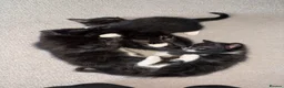 Domestic Shorthair cats for sale: 3 Black/Grey/Tabby Kittens - Advert 1