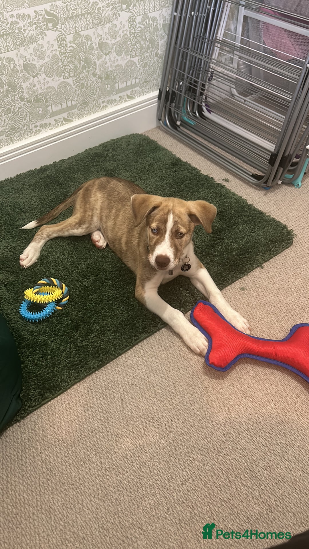 Mixed Breed dogs for sale: Dog for sale - Advert 9