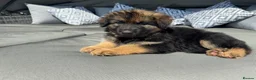 German Shepherd dogs for sale: 🐾 Beautiful kc German shepherd puppies🐾 - Advert 6