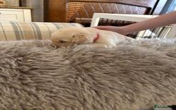 Labrador Retriever dogs for sale: Beautiful chunky yellow  Labrador puppy’s  - Image 14