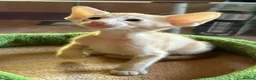 Oriental cats for sale: GCCF Reg Rare Oriental RED & APRICOT FEMALES - Advert 9
