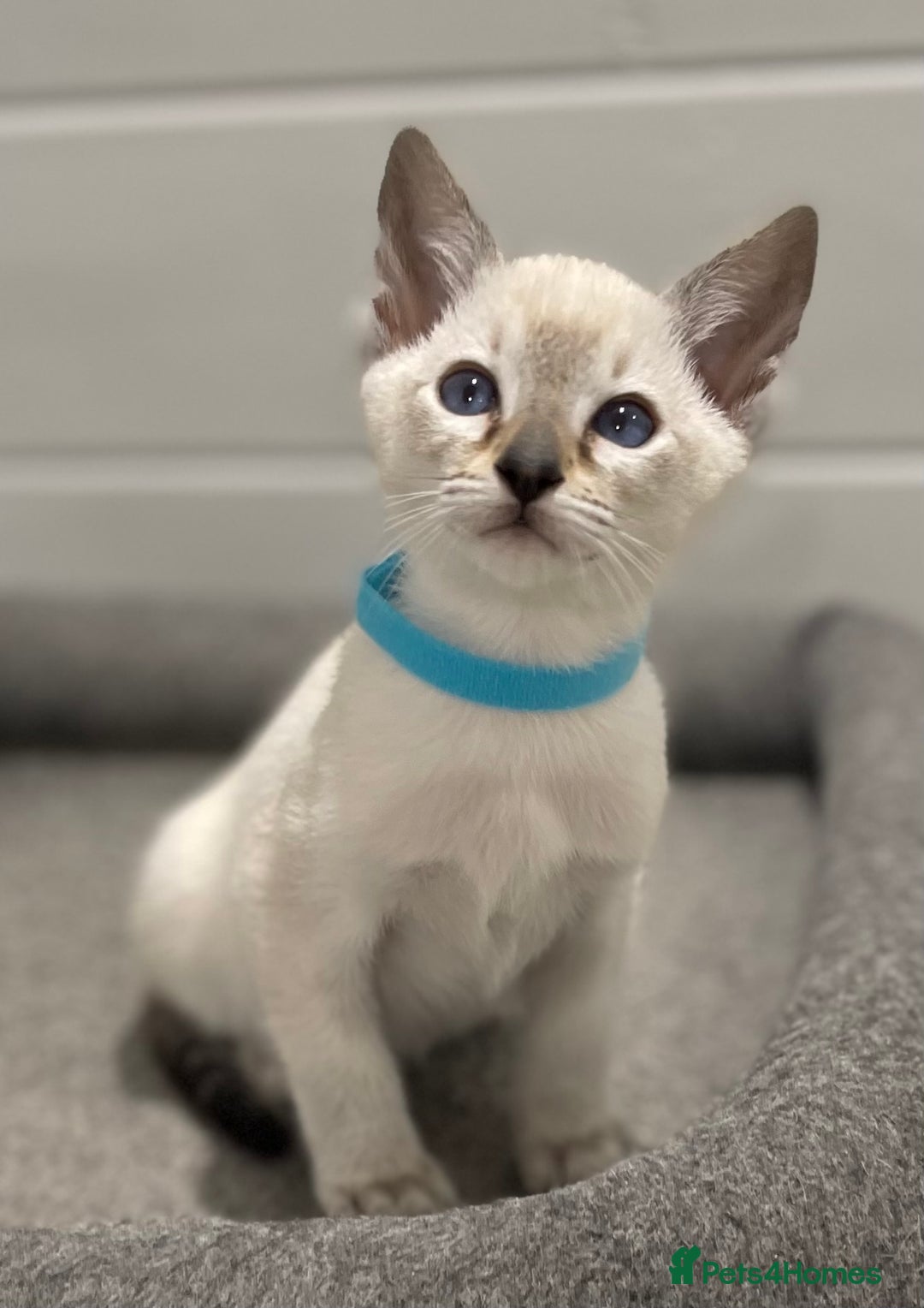 Siamese cats for sale: GCCF Registered Traditional Siamese Kittens.  - Image 17