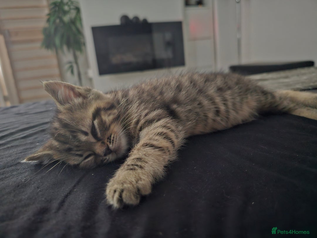 Persian cats for sale: Tabby female with full set up ready to go. - Image 12