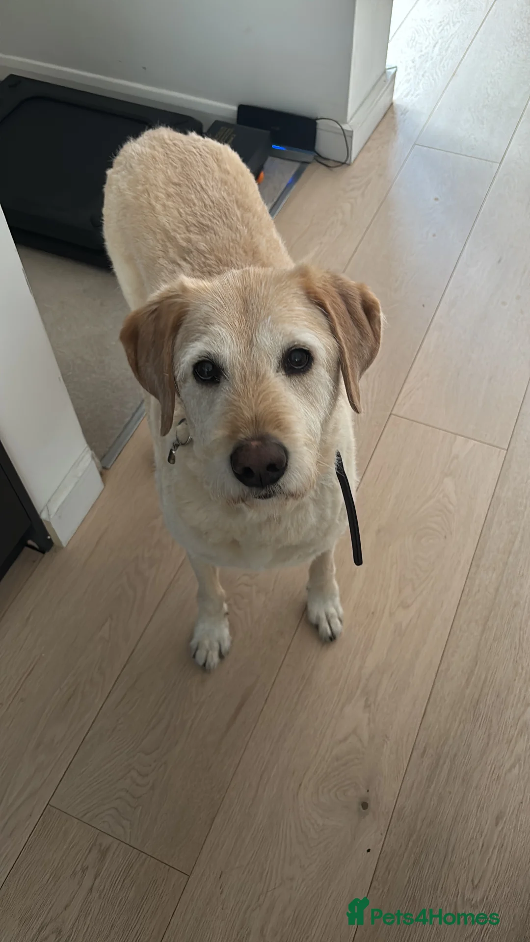 Labrador Retriever dogs for sale: Harry the Labrador - Advert 3