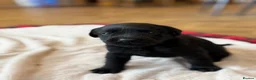 Labrador Retriever dogs for sale: Beautiful Show/working Labrador puppies  - Advert 8