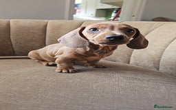 Miniature Dachshund dogs for sale: Beautiful Mini Dachshunds looking for their homes! - Image 14