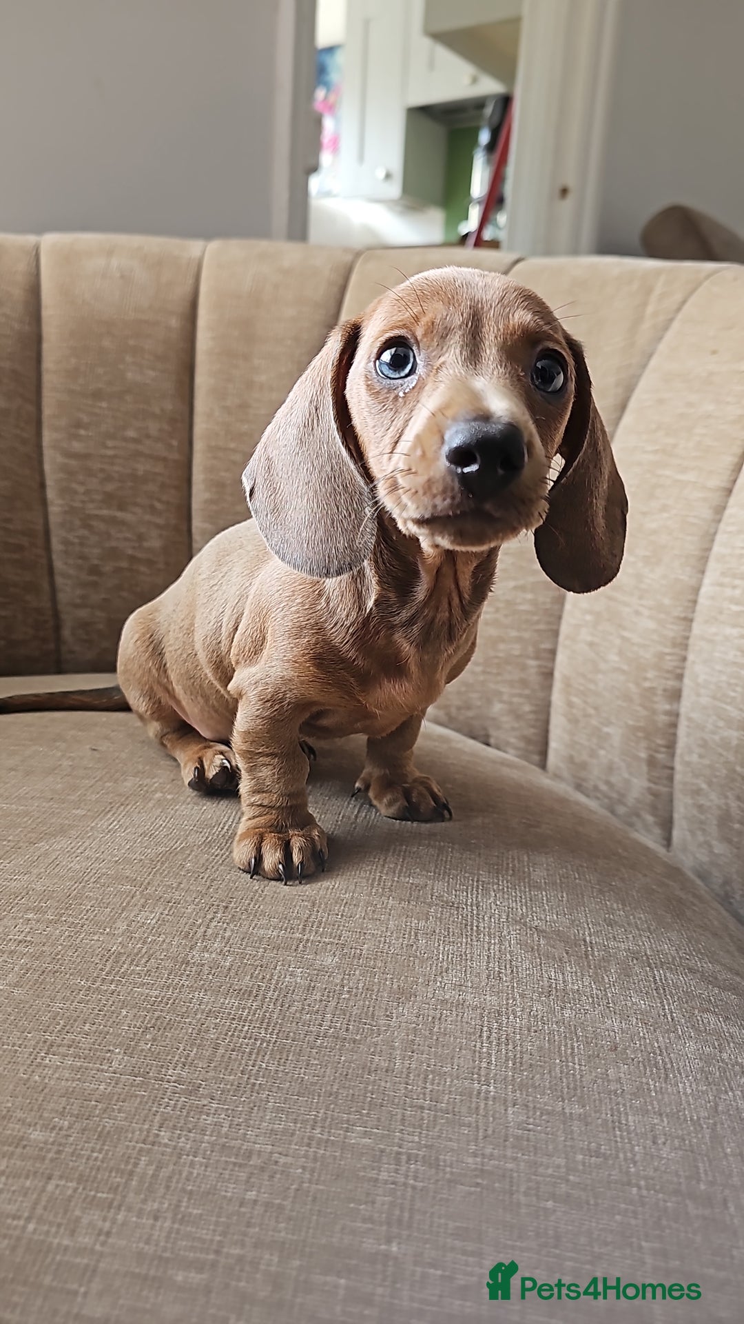 Miniature Dachshund dogs for sale: Beautiful Mini Dachshunds looking for their homes! - Image 14