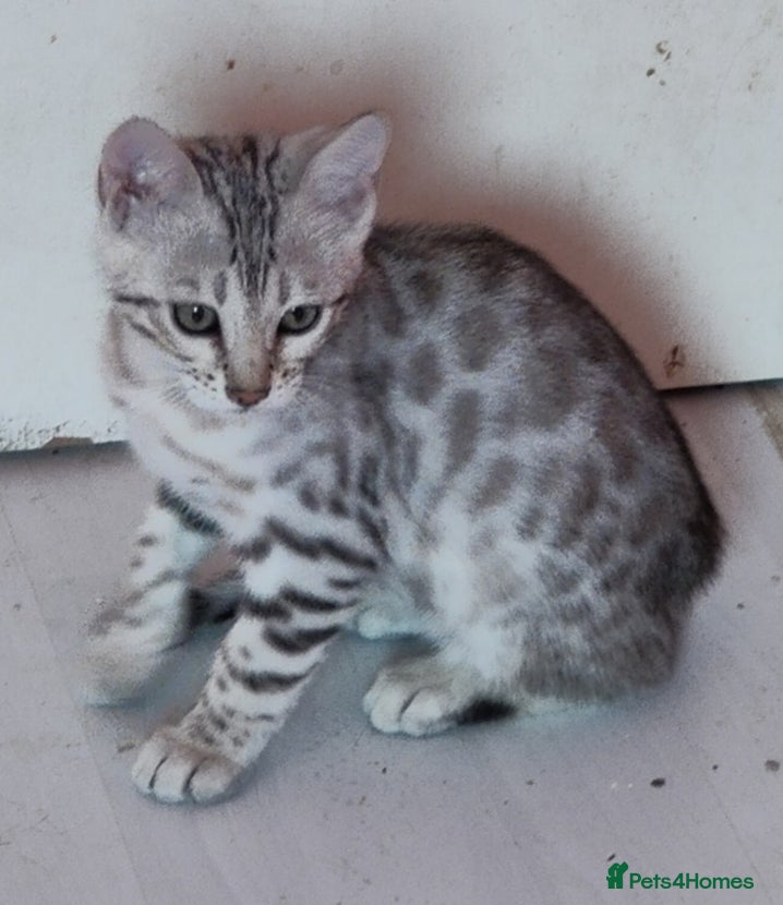 Bengal cats Silver Bengal Kittens  - Advert 1
