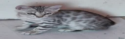Bengal cats for sale: Silver Bengal Kittens  - Advert 1