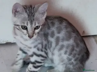Bengal cats Rare G5 Silver Snow Sepia Charcoal Bengal Kittens - Advert 1