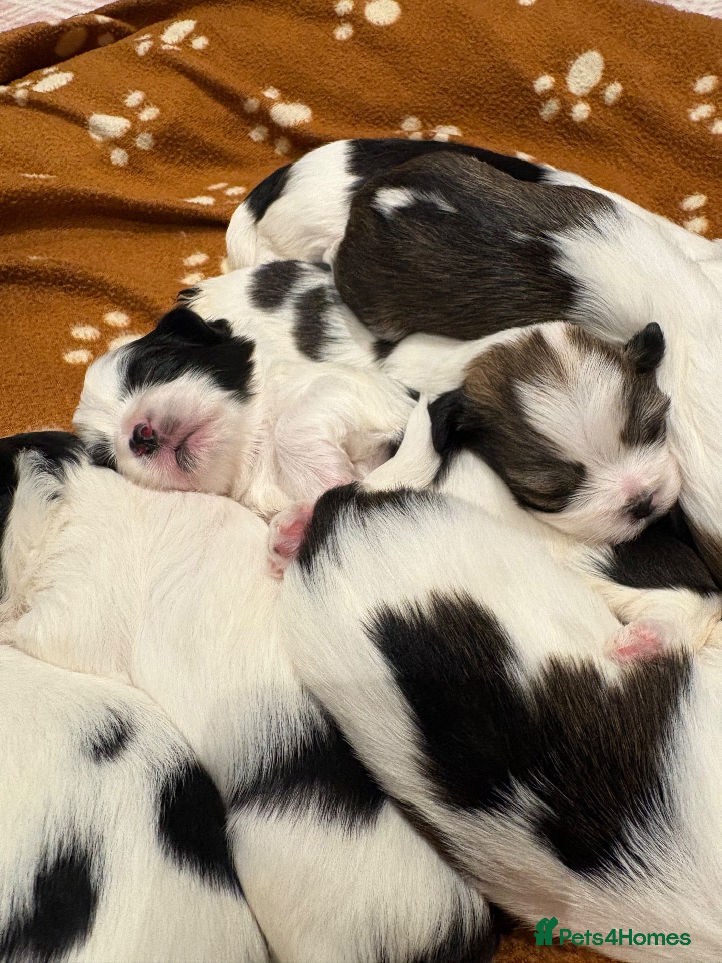 Lhasa Apso dogs for sale: Lhasa Apso Puppies For Sale - Advert 6