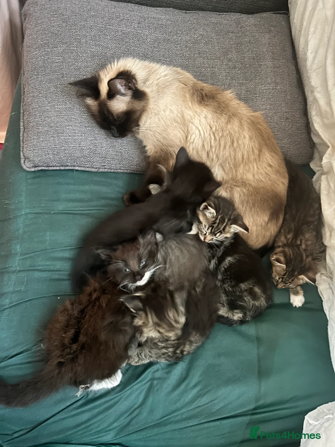 Ragdoll cats for sale: Ragdoll cross kitten (. Two available) - Advert 12