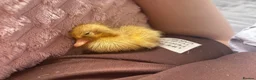 Ducks poultry for sale: white call ducklings for sale  in Basingstoke - Advert 3