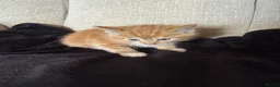 Mixed Breed cats for sale: Kittens for sale  - Advert 4