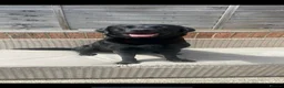 Labrador Retriever dogs for stud: Black Labrador Retriever for Stud. - Advert 4