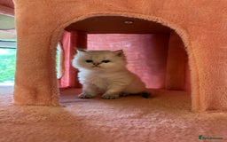 British Longhair cats for sale: TOP QUALITY BRITISH LONG HAIR KITTEN BOY  - Image 1